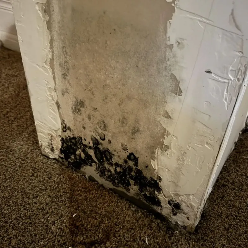 Professional Mold Removal in Killdeer, ND